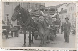 LANDWIRSCHAFT/PFERD- UND KUH-FUHRWERK 1930