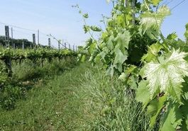 Eurasische Rebe weiss XXL : "VITE VINIFERA" 150 cm Strauch