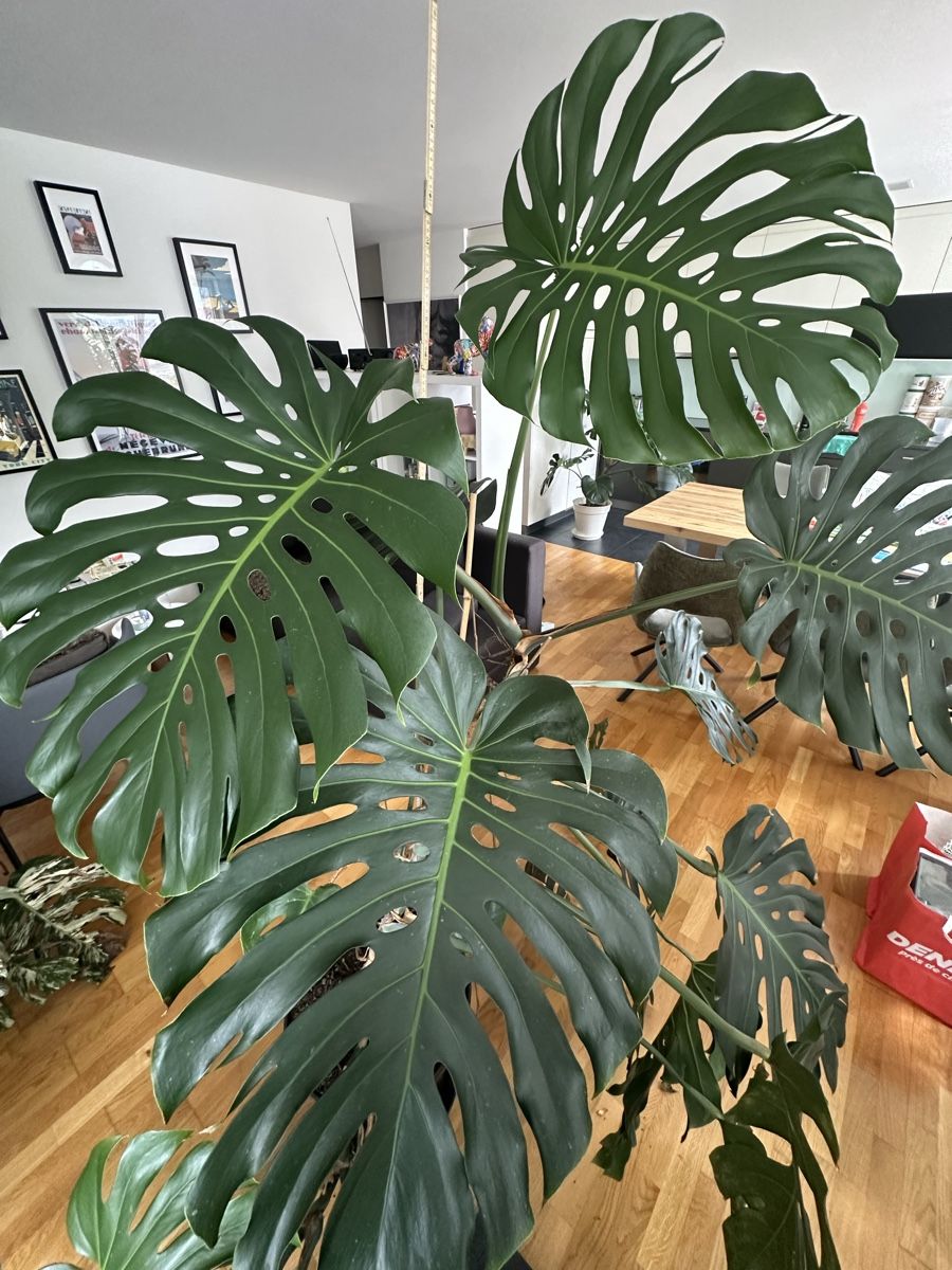 Monstera deliciosa XXL 2m mit riesigen Blttern (D'occasion)  Schwyz pour  CHF 119  retrait uniquement | Acheter sur Ricardo