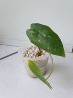 Alocasia Shattered Glass