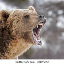 Profile image of Grizzlou