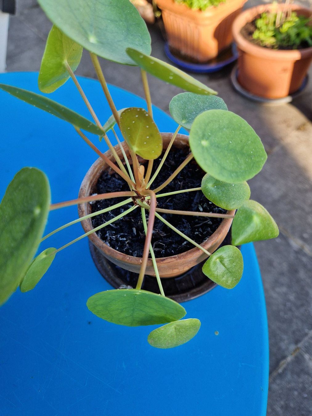 Piante & sementi: Zimmerpflanze: Pilea – Usato da Münchenbuchsee venduto da Aare22 3