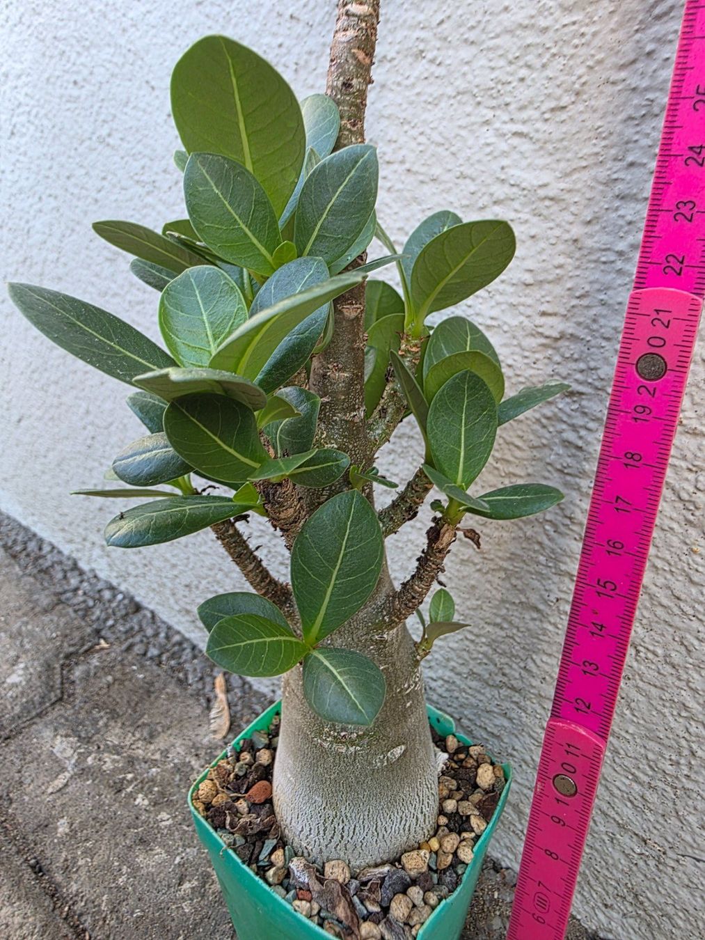 Piante & sementi: Adenium arabicum Sämling / Wüstenrose – Usato da Thalheim venduto da silvara01 1