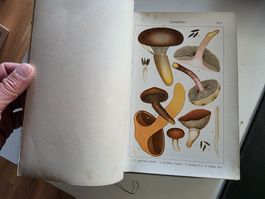 Die Blätterpilze (Agaricaceae) Adalbert Ricken - 1915
