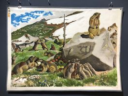 Vintage Schulwandbild Murmeltiere,   #B7 LxB 90x6