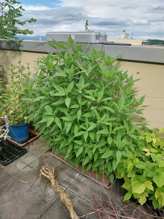 60+ Topinambur Kaufen Pflanzen, Topinambur ist mehrjährig und kann