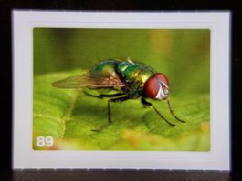 MIGROS MANIA Nature Detectives Nr. 89
