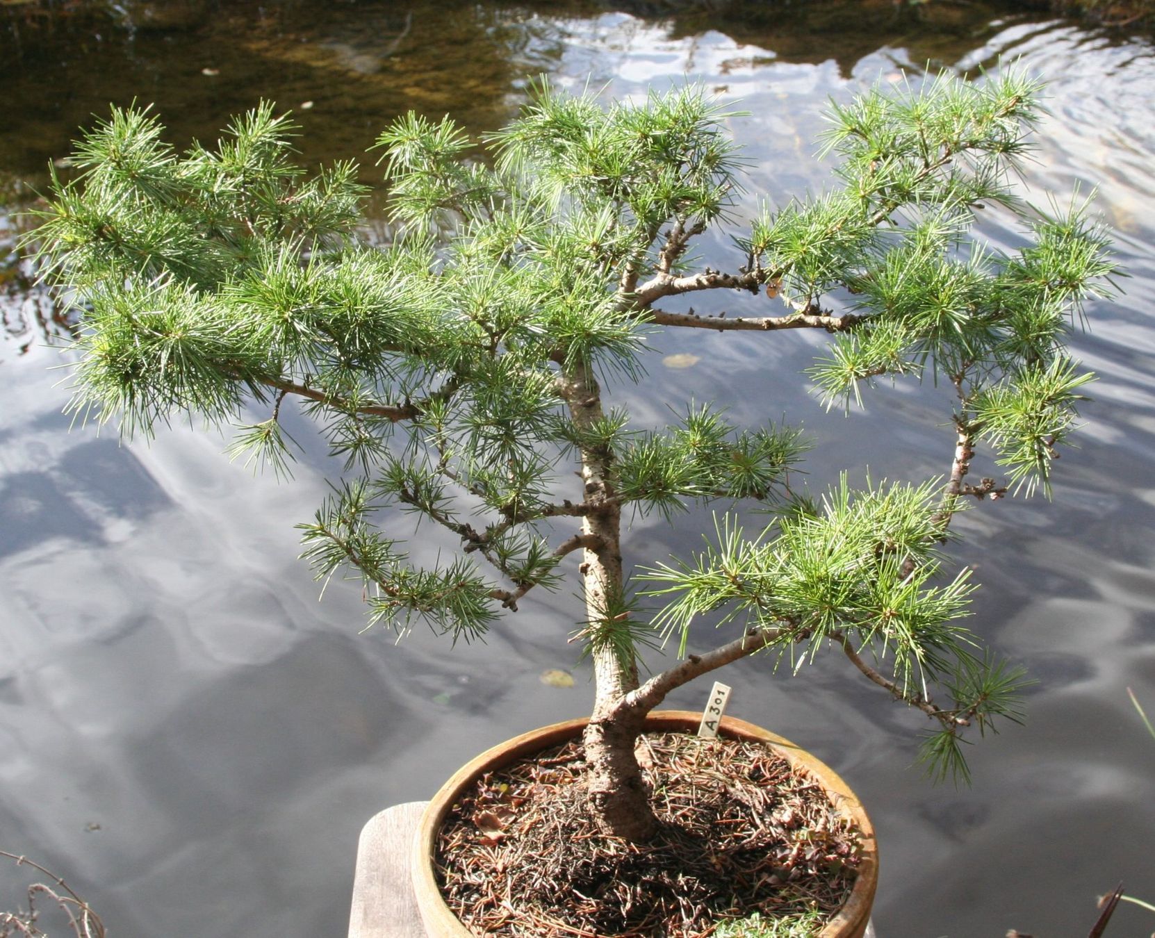 Piante & sementi: BONSAI  -  Himalaya-Zeder – Usato da Gretzenbach venduto da Sikim 2