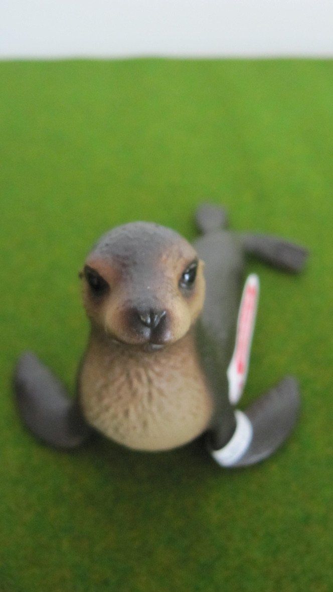 Schleich Spielzeuge: Schleich Seelöwe und Seestern,  NEU – Neu (gemäss Beschreibung) aus Brunnen von Kiwiland1 2