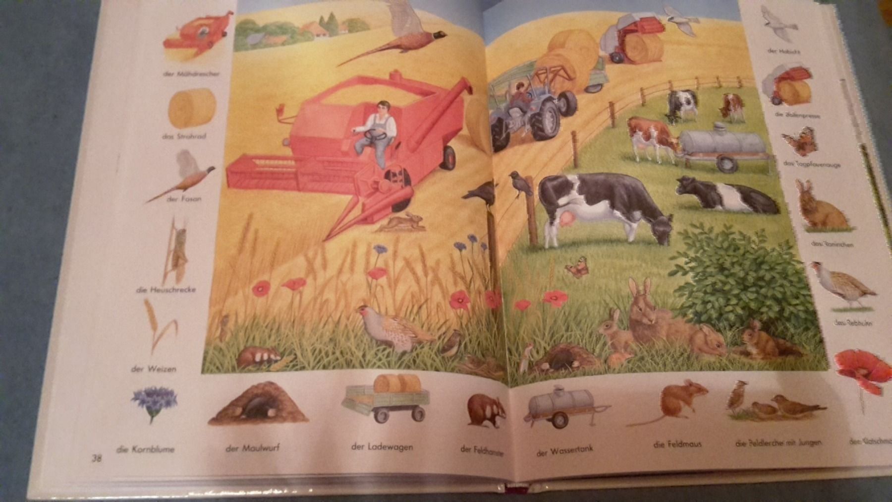 Libri: Das Bilderwörterbuch – Nuovo (secondo la descrizione) da Schwarzenburg venduto da Flamingo07 1
