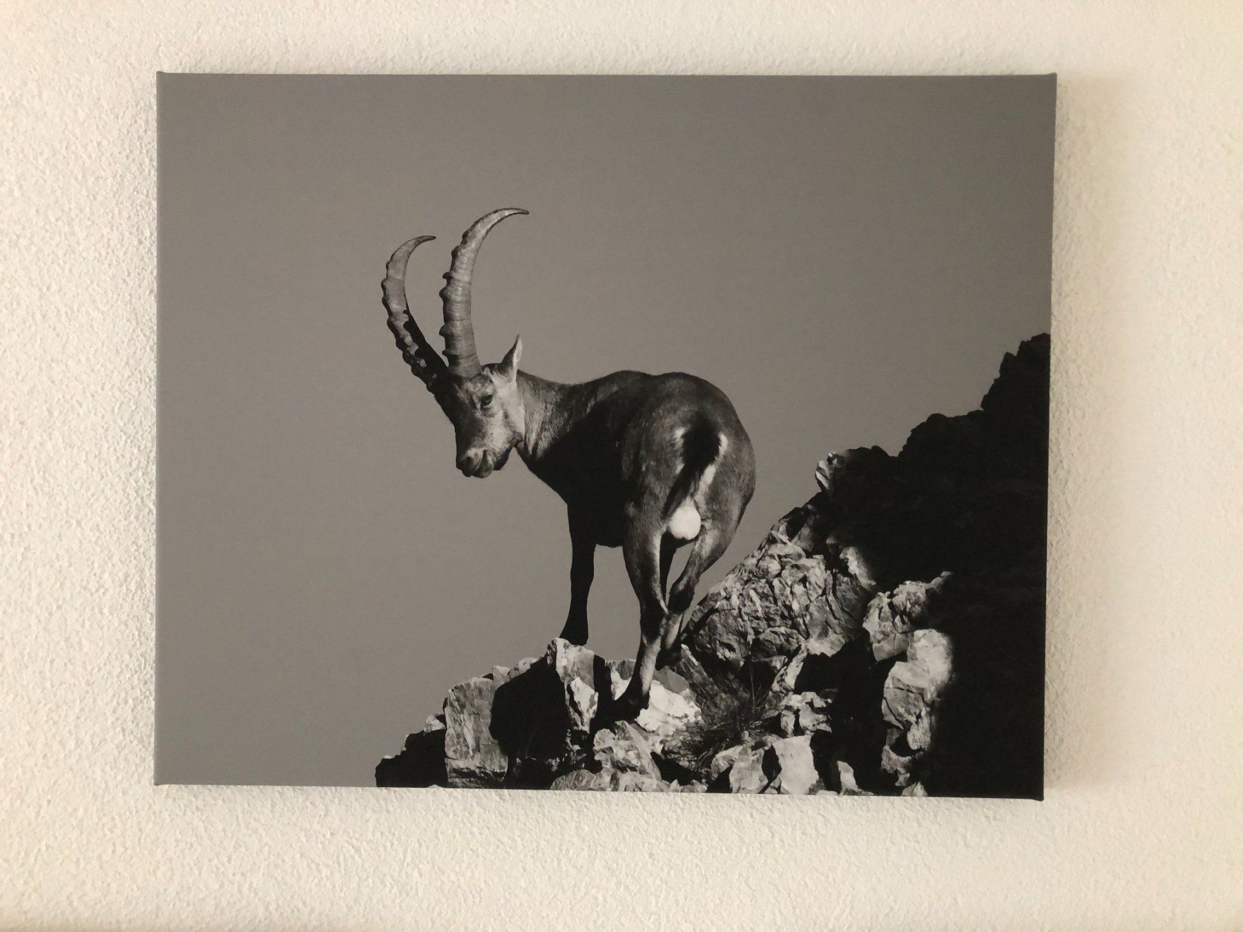 Foto & Immagini: Fotoleinwand 40x50 Steinbock – Nuovo e nell'imballaggio originale da Ibach venduto da jansim