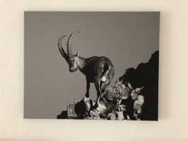 Fotoleinwand 40x50 Steinbock