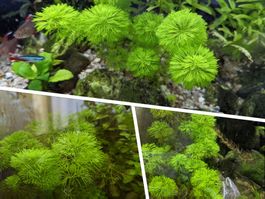 Limnophila sessiliflora (Blütenblatt-Sumpffreund)