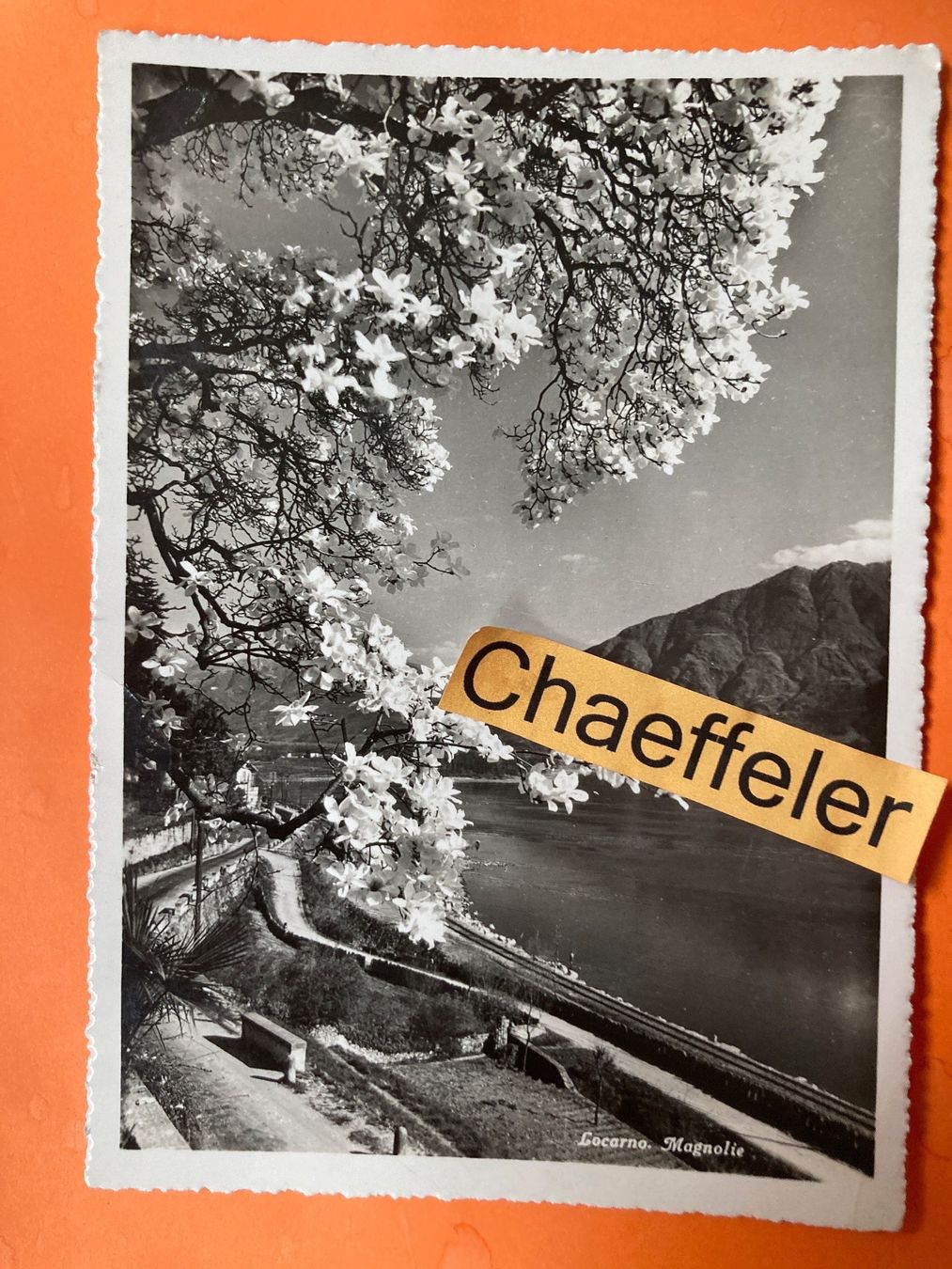 Cartoline postali: 1944 Locarno.  Magnolie – Usato da Zürich venduto da Chaeffeler