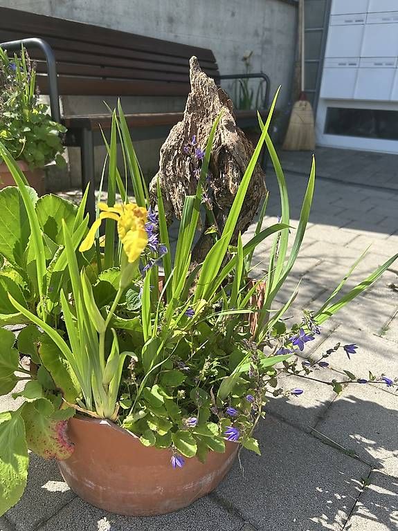 Ciotole: 3 Blumen in der Schale  – Usato da Frauenfeld venduto da Irene.Schuppli 4