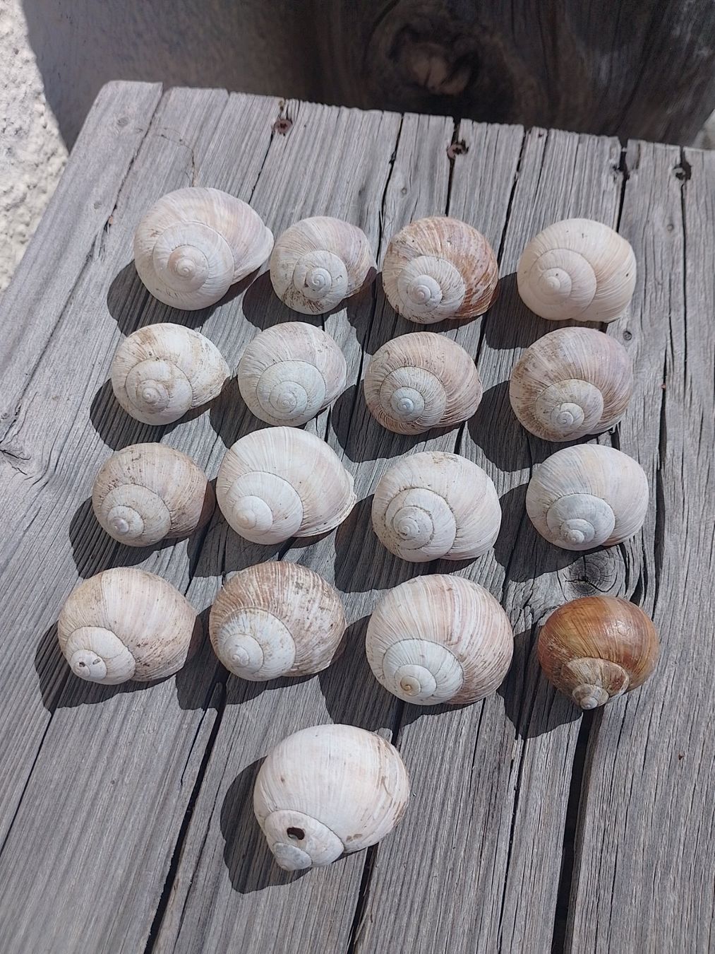 Tutte le decorazioni: Weinbergschneckenhäuser – Usato da Wangen SZ venduto da jim_5rcp