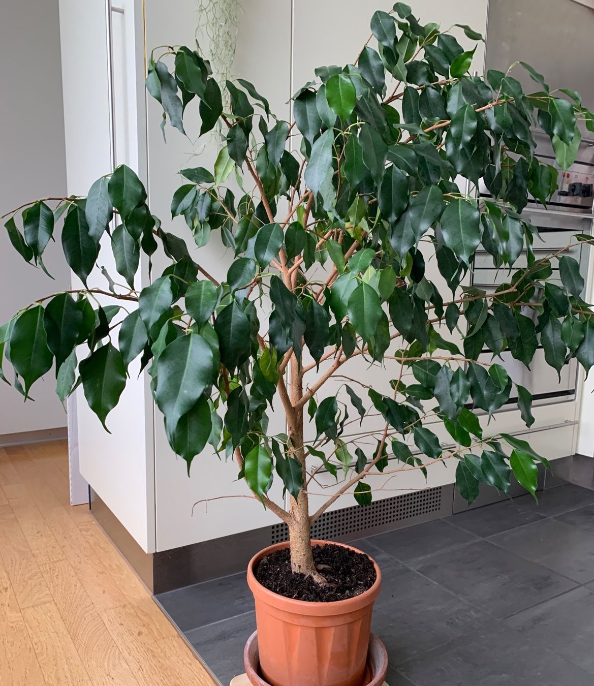 Pflanzen & Samen: kräftiger, gesunder Ficus Benjamini Birkenfeige – Neu (gemäss Beschreibung) aus Auenstein von mar_8mxd