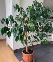 kräftiger, gesunder Ficus Benjamini Birkenfeige