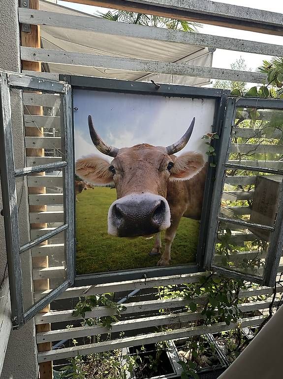 Toutes les décorations: Garten Deko altes Fenster Kuh – D'occasion à Muttenz par anna123