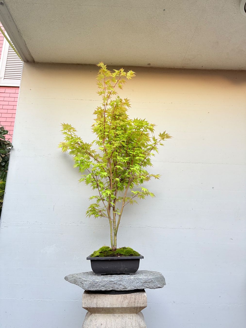 Acer Orange Dream Bonsai 110 cm mehrstmmig (D'occasion)  Gossau SG pour  CHF 205  retrait uniquement | Acheter sur Ricardo