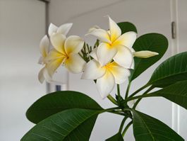 Frangipani gelb, grosse Pflanze, Blüte im Sommer!