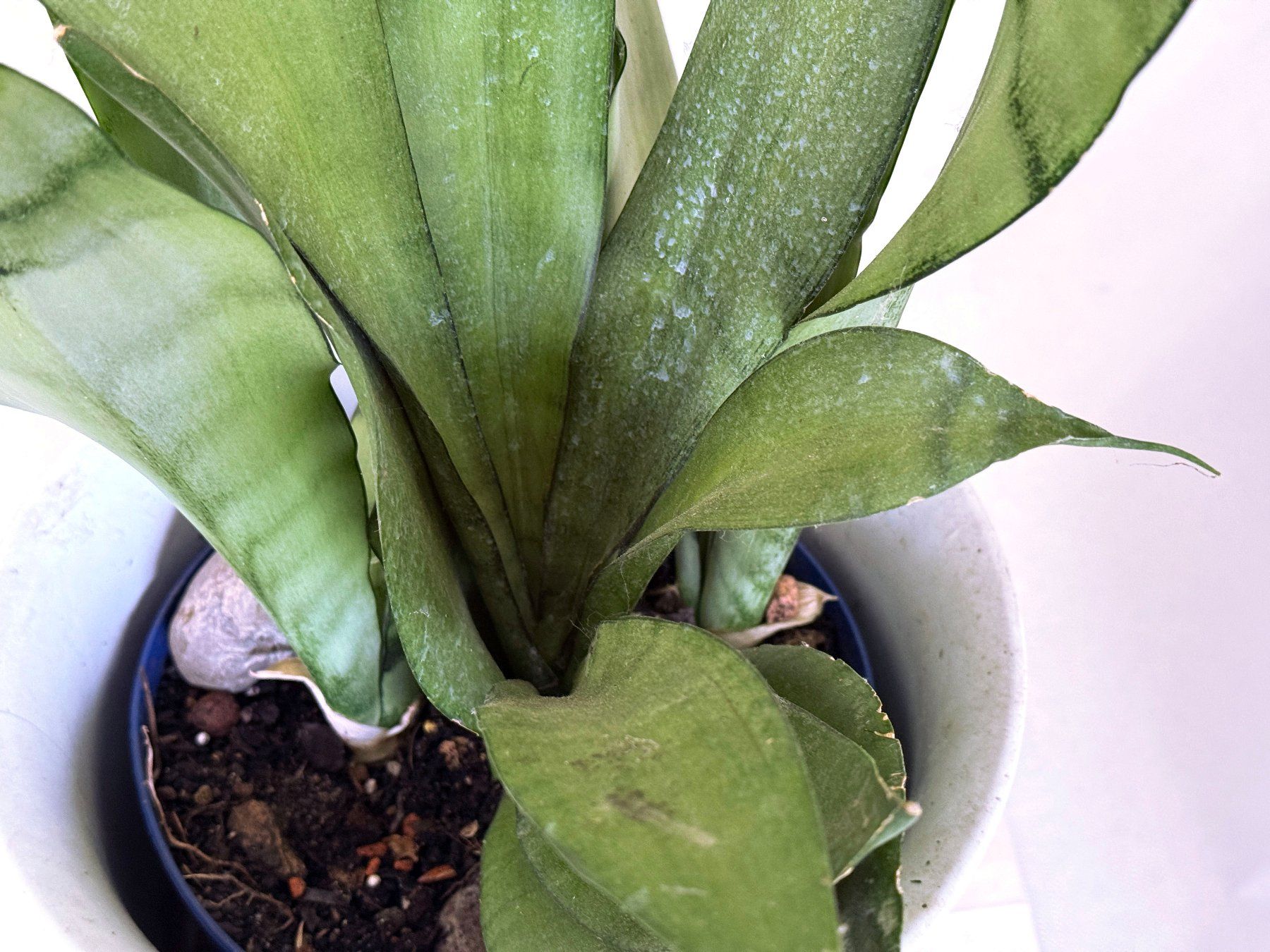 Plantes & graines: Sansevieria trifasciata 'Moonshine' – Neuf (Voir description) à Dübendorf par Orchid18 2