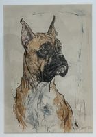 Farbige Lithographie Boxerhund Fritz Hug, signiert, 1967