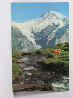 Grindelwald auf Bachalp  , Schreckhorn , Kuh