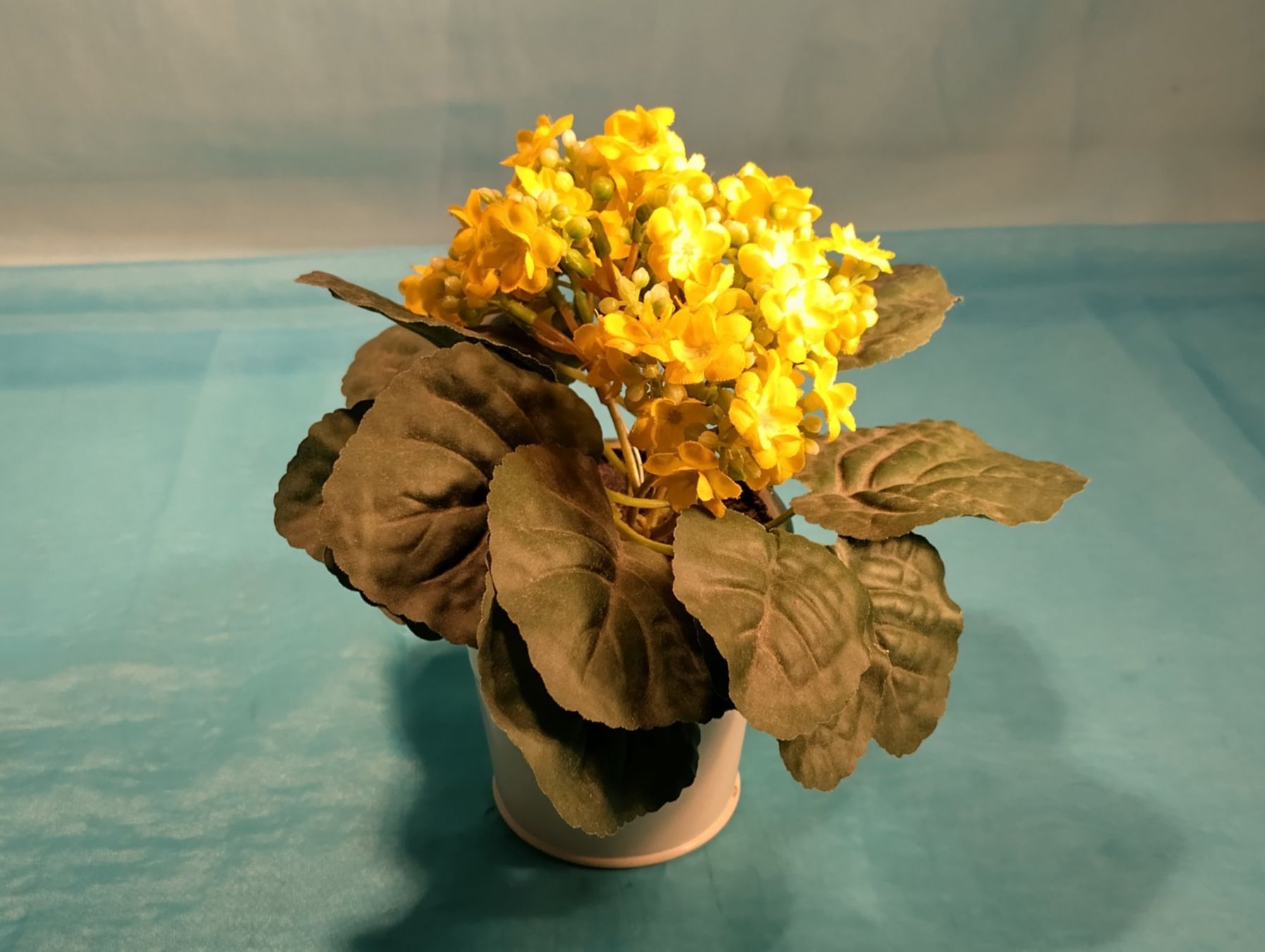 Pflanzen & Samen: Kalanchoe im Topf, gelb – Gebraucht aus Bellach von JingleCherry