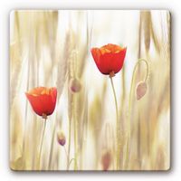 Glasbild Poppies  20x20cm (neu, UVP 36.90 Fr.)