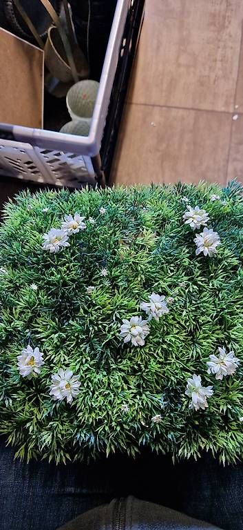 Tutte le decorazioni: Diverse Deko – Nuovo e nell'imballaggio originale da Tafers venduto da Nathtafers 1