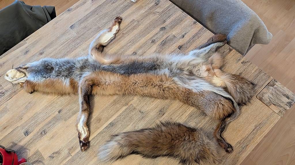 Welt der Tiere: Rotfuchs Fell – Gebraucht aus Birmenstorf AG von san_7w9c 1