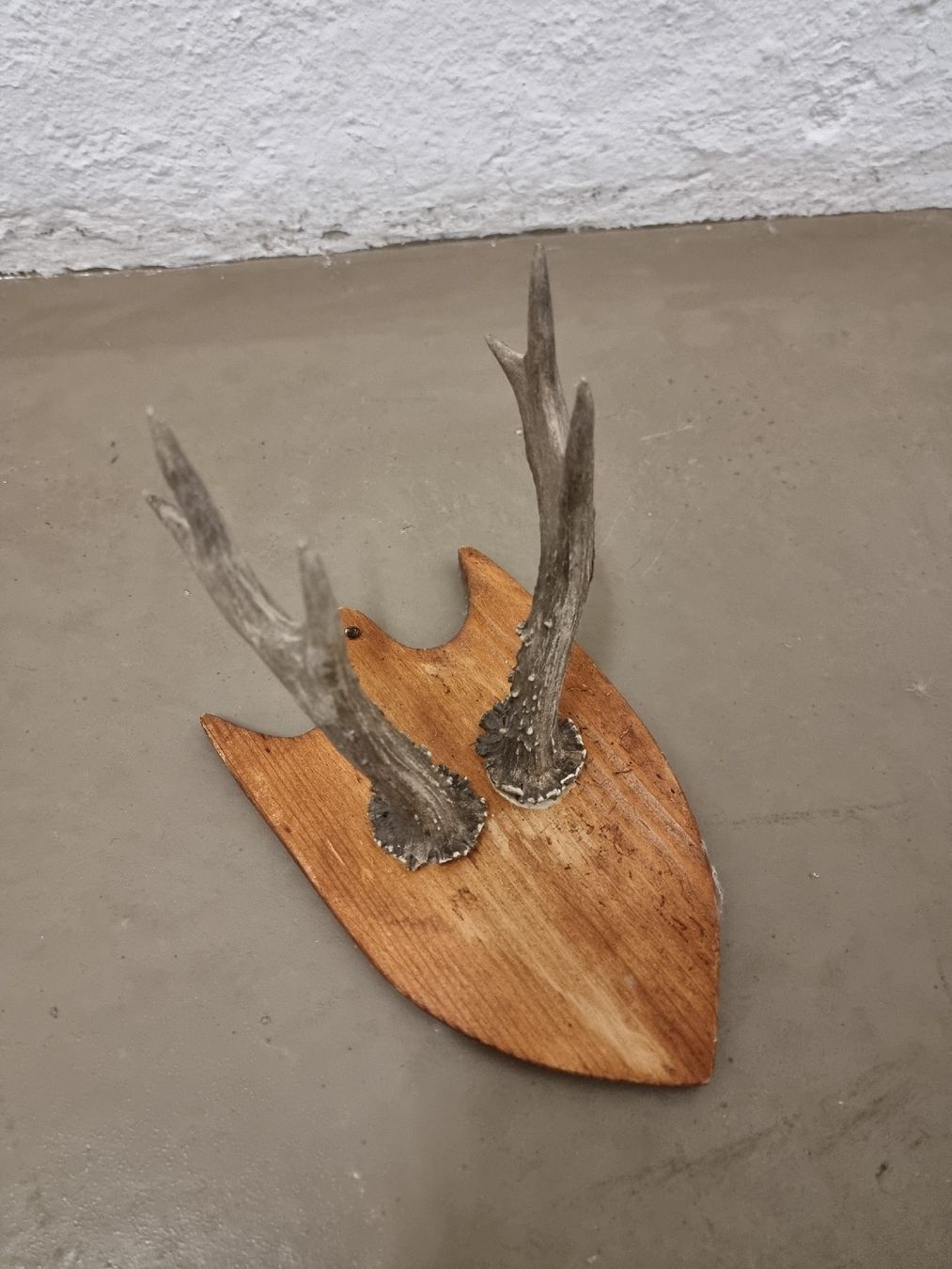 Il mondo degli animali: Rustikaler Hirschtrophäe Wandschmuck Jagd-Deko – Usato da Olten venduto da Mezopotamya