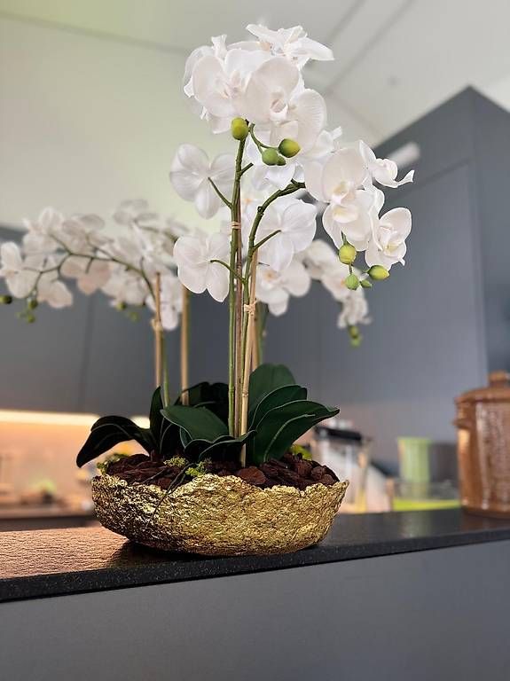 Piante & sementi: Orchideen weiss – Usato da Luzern venduto da Brokiland