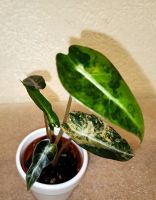 Alocasia Bambino Aurea Variegata