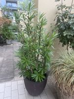 Rosa blühender Oleander im Topf guter Zustand