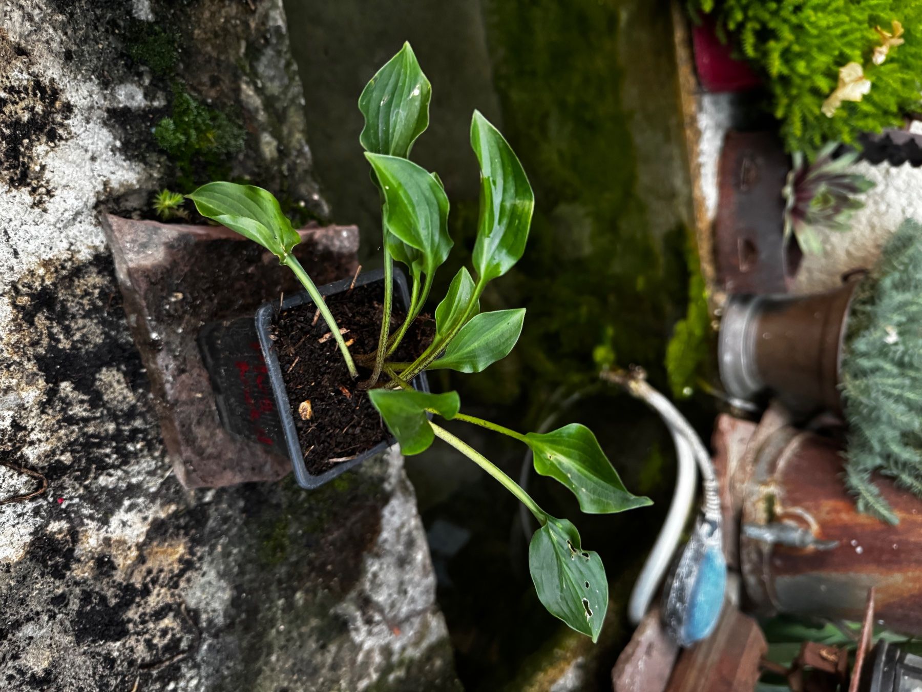 Piante & sementi: Hosta Plug Nickel – Usato da Lajoux JU venduto da Briard0