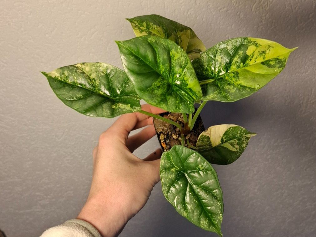 Piante & sementi: Alocasia Sinuata Aurea Variegata – Usato da Hausen AG venduto da Pflaenzlioase