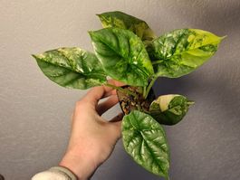 Alocasia Sinuata Aurea Variegata