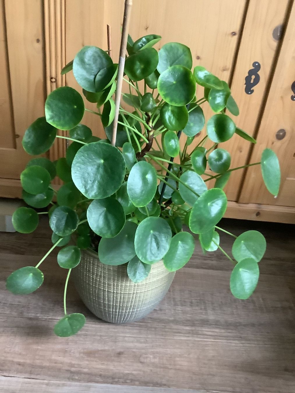 Piante & sementi: Grosse Pilea peperomioides – Usato da Winterthur venduto da Beat8344 1