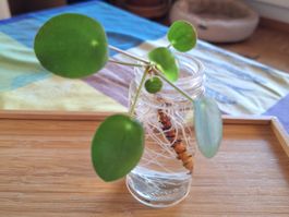 Pilea Peperomioides, Ufopflanze