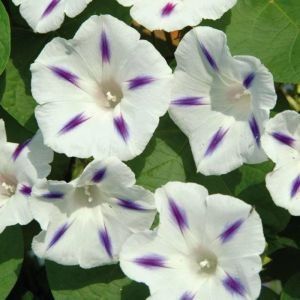 Piante & sementi: Prunkwinde 'Milky Way' - Ipomoea purpurea - 30 Samen – Nuovo e nell'imballaggio originale da Sumiswald venduto da Cham14559