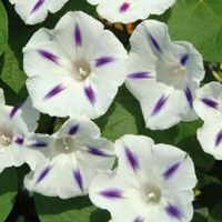 Prunkwinde 'Milky Way' - Ipomoea purpurea - 30 Samen