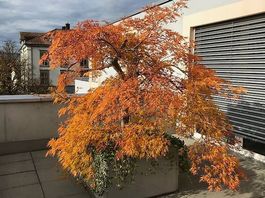 Japanischer Schlitzahorn «Green Globe» (Acer palmatum)