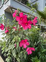 Sumpfeibisch (Hibiscus moscheutos) - eine grosse Pflanze!