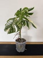 🌱Monstera deliciosa Variegata🌱