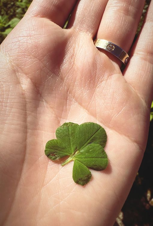5 Blättriges Kleeblatt🍀 Kaufen auf Ricardo