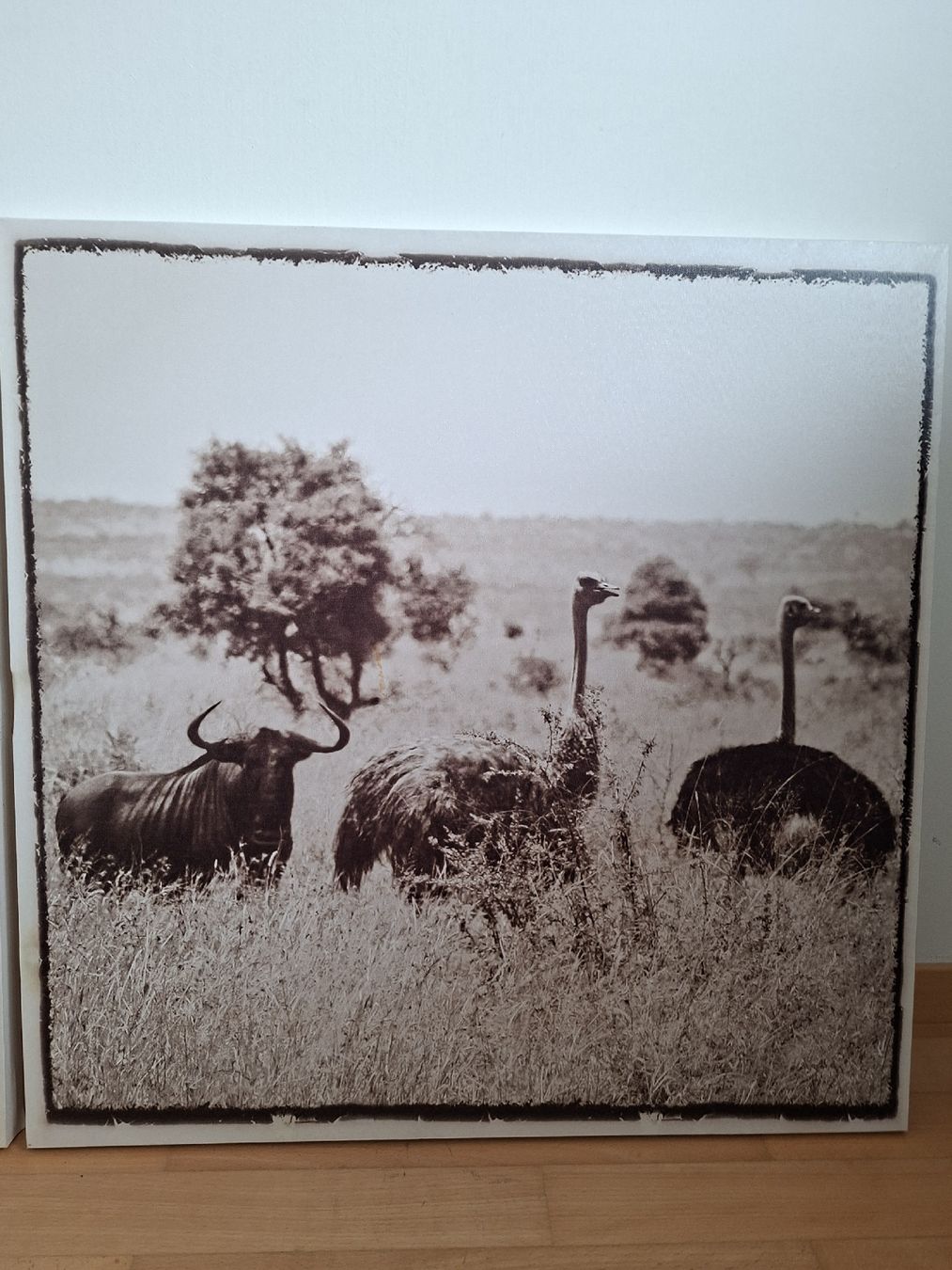 Foto & Immagini: Bilder Reihe Safari – Nuovo (secondo la descrizione) da Meggen venduto da fab_wp67 3