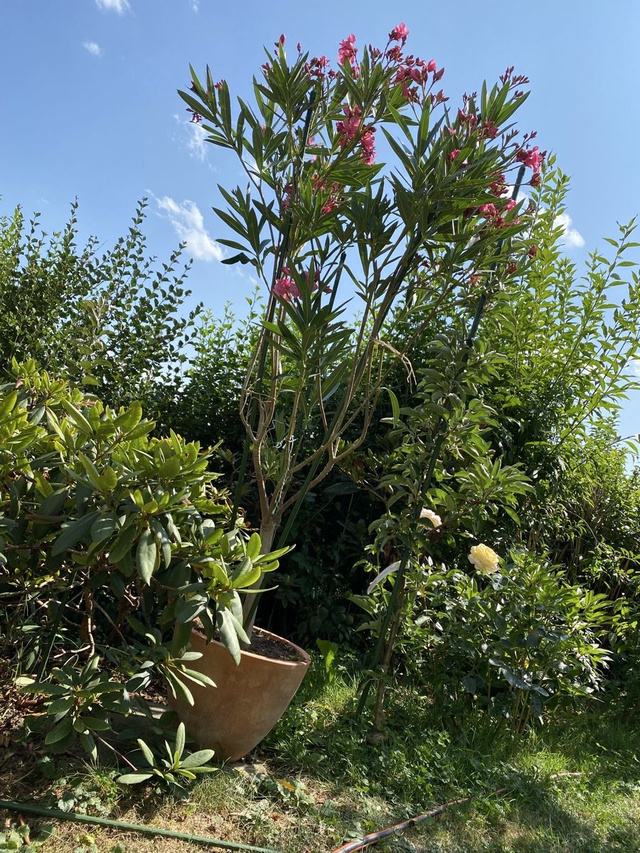 Piante & sementi: Hochstamm-Oleander pink – Usato da Hünenberg venduto da a.u.849 3