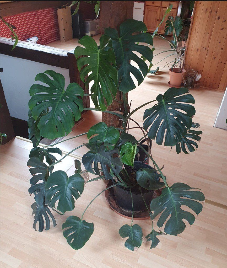 Pflanzen & Samen: Monstera – Gebraucht aus Nidau von jul_6tpv